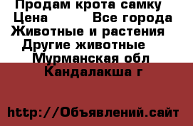 Продам крота самку › Цена ­ 200 - Все города Животные и растения » Другие животные   . Мурманская обл.,Кандалакша г.
